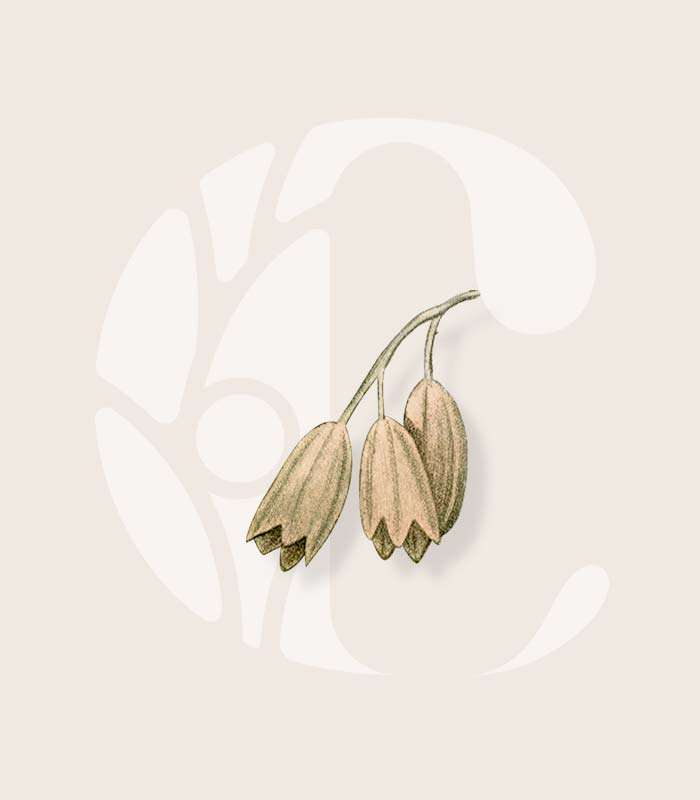 A brand for Community Health