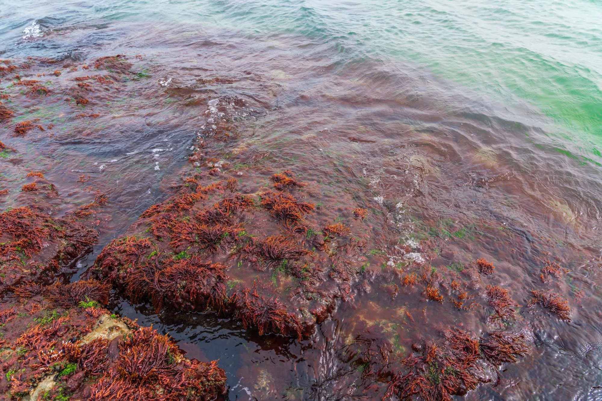 Astaxanthin