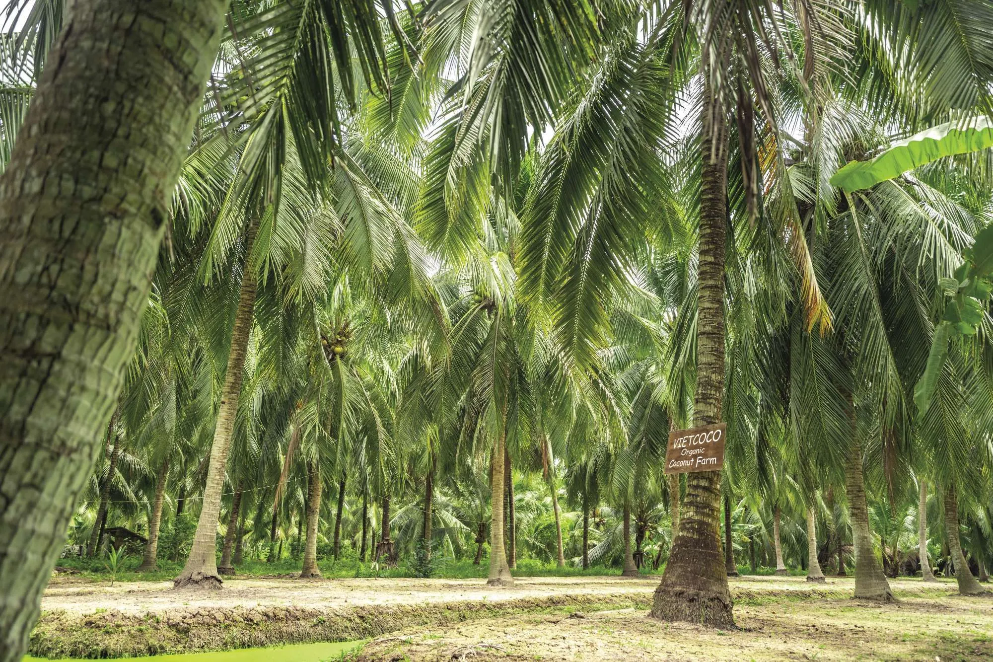 Vietcoco Dầu dừa tinh khiết Organic