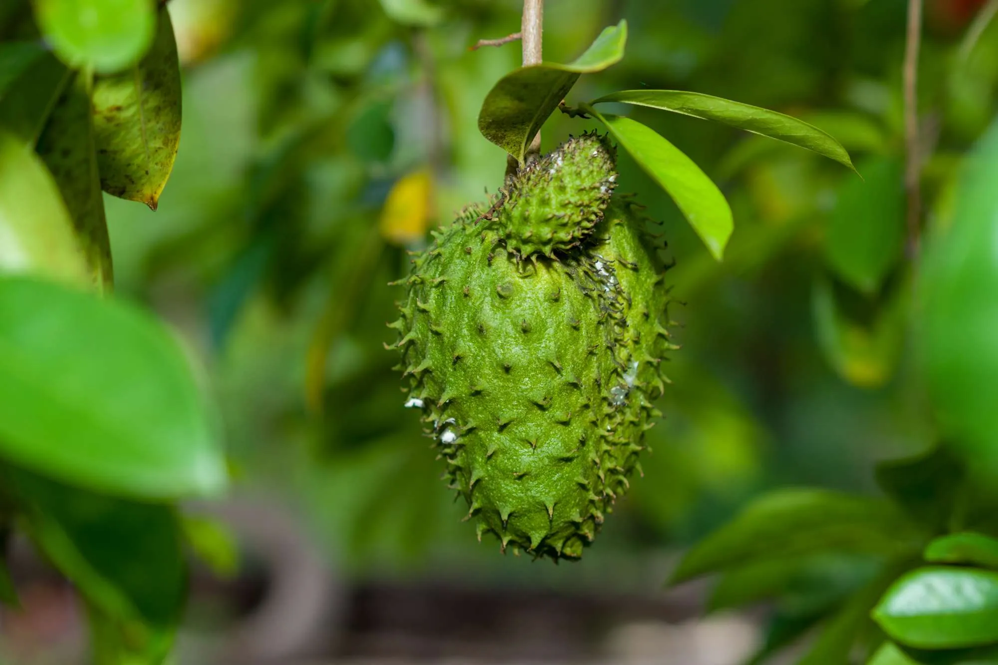 Mãng Cầu Xiêm rất giàu Vitamin C và nhiều chất chống oxy hóa khác