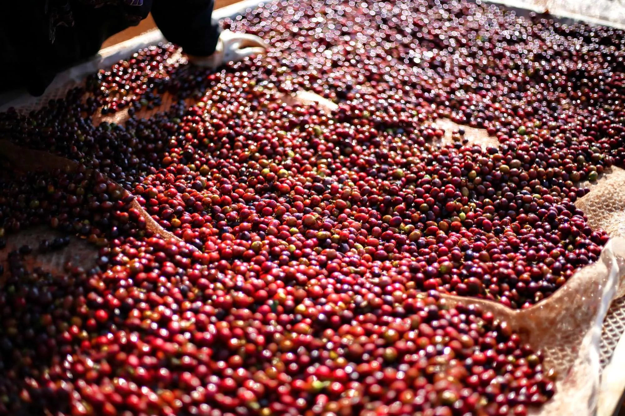 Là Việt Coffee Arabica