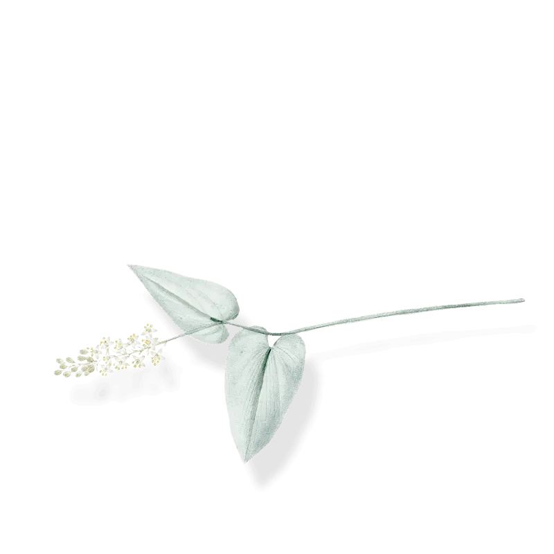 What does Crocus origin say?