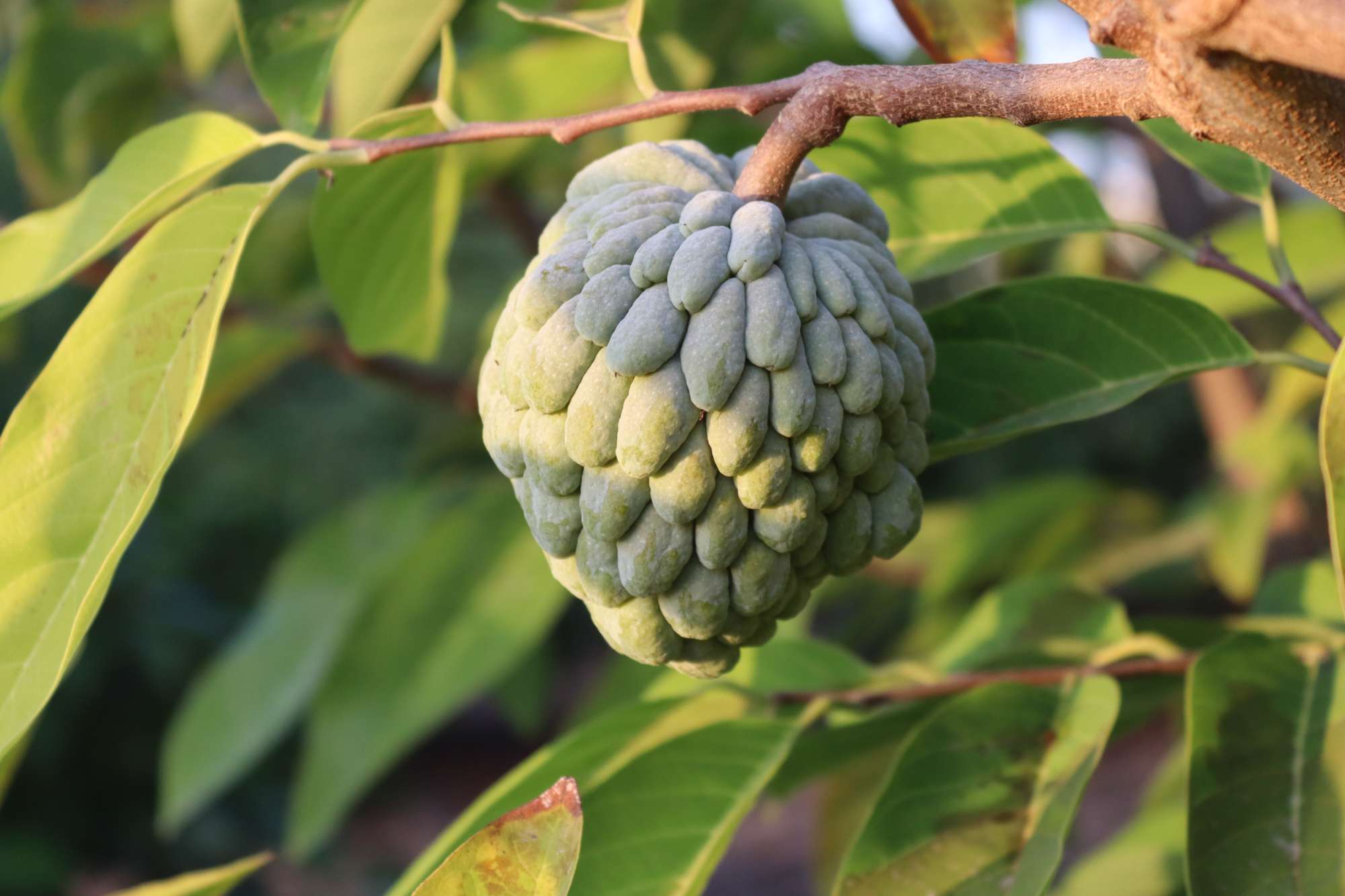 Differences between Cherimoya with Soursop